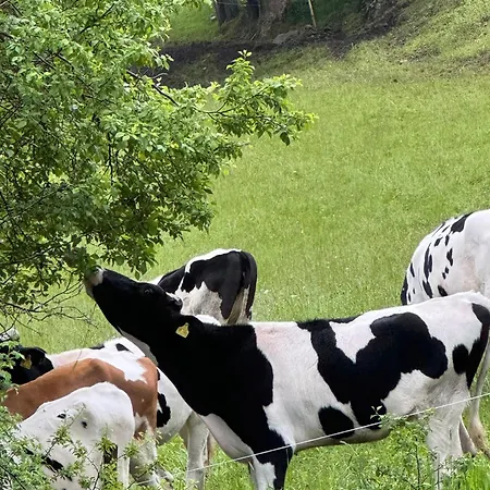 Bergoase-apart Am Feldberg (Baden-Wurttemberg)